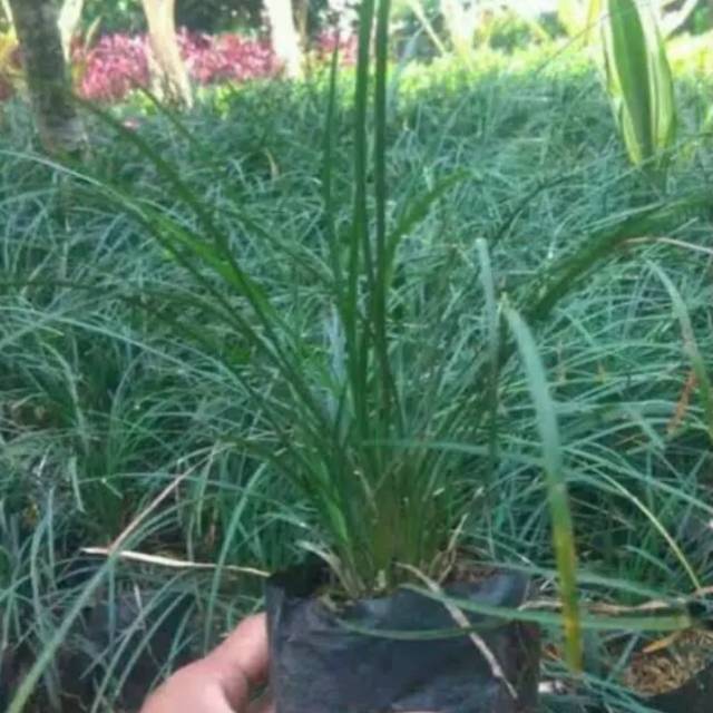 Tanaman hias peredu kucai gondrong / Kucay gondrong