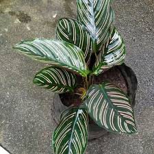 Tanaman hias calathea ornata pink strip - calathea ornata