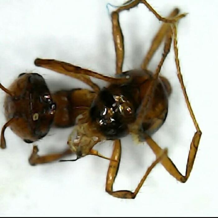 Microscope Digital 1600x 8 Led Zoom Endoscope Microskop Usb Endoskop