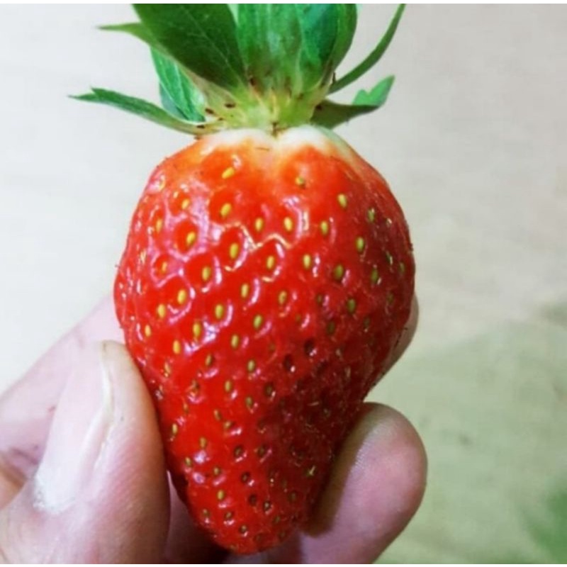 

buah strawberry fresh 1 pack