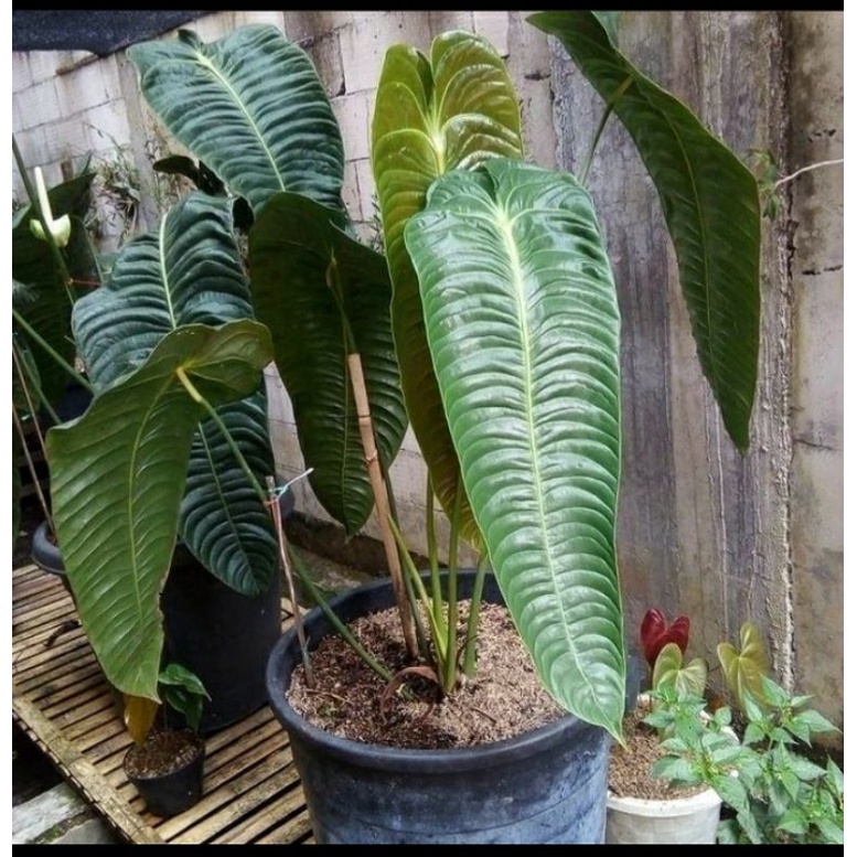 Anthurium Veitchi Original Bonggol siap tumbuh