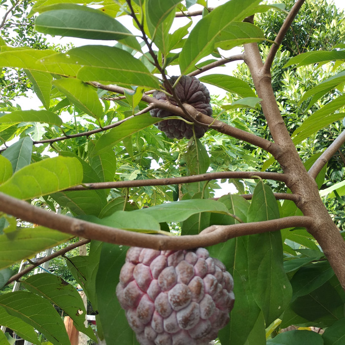 bibit Srikaya merah super