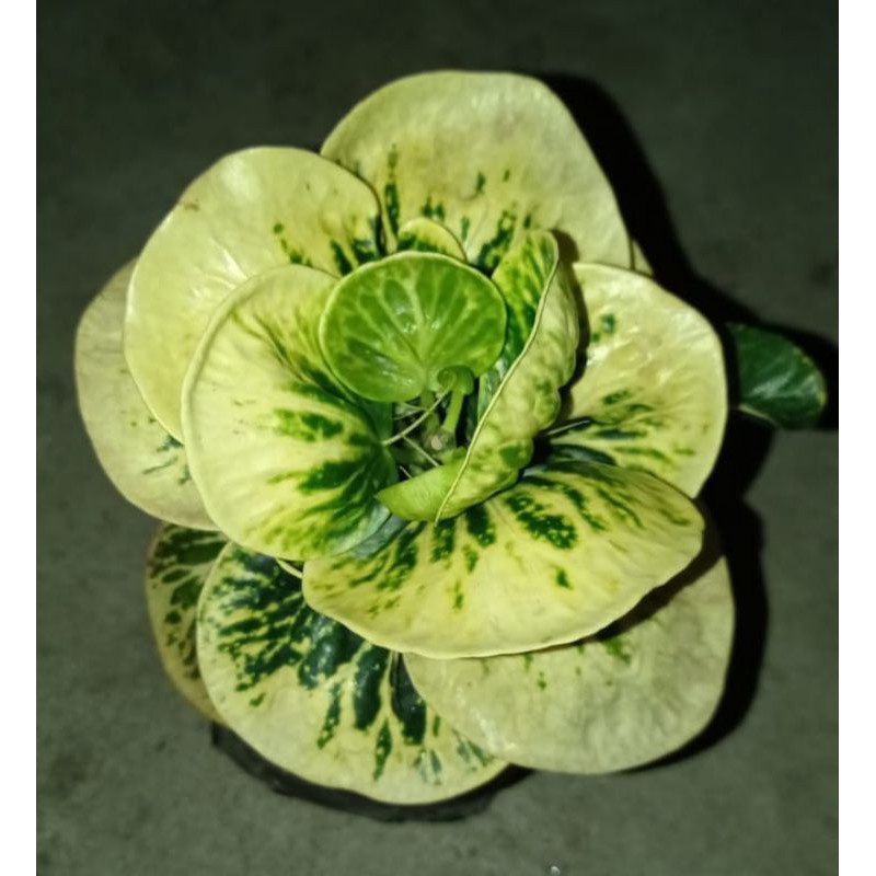 BIBIT TANAMAN HIAS BUNGA PURING APEL SRITANJUNG