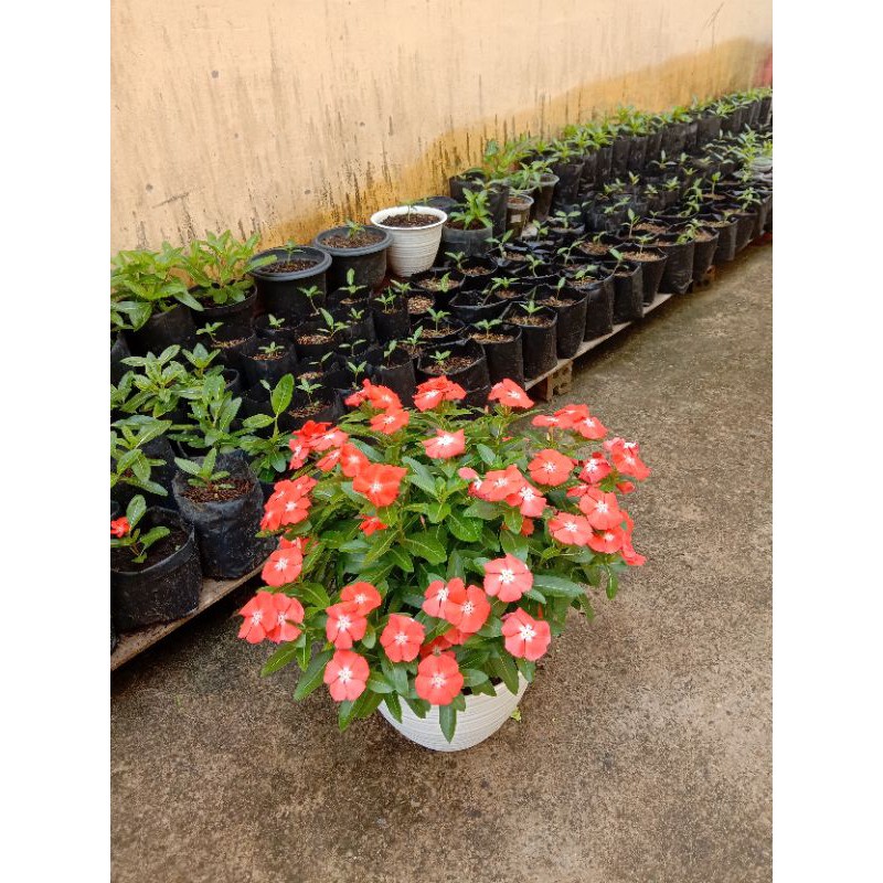 

Biji Vinca mandarin orange ( mandor)