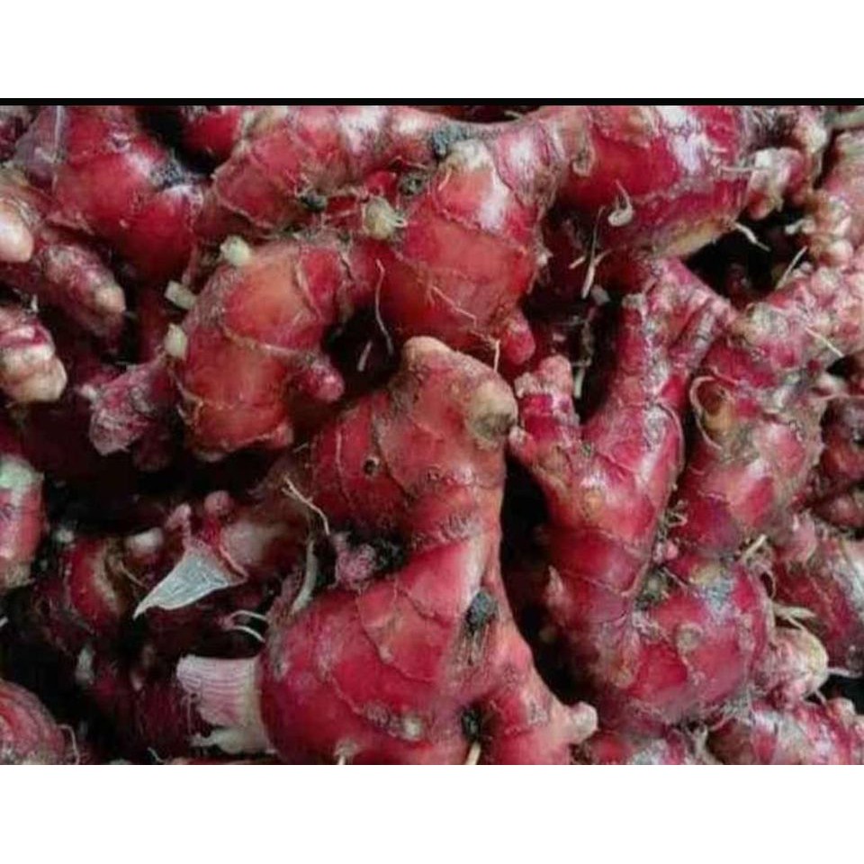 

Jahe Merah Super 1 kg bersih higienis