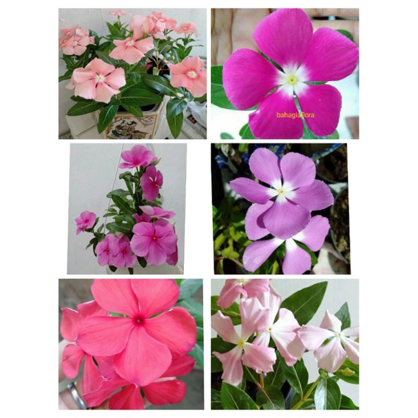 macam -macam jenis benih/biji bunga vinca
