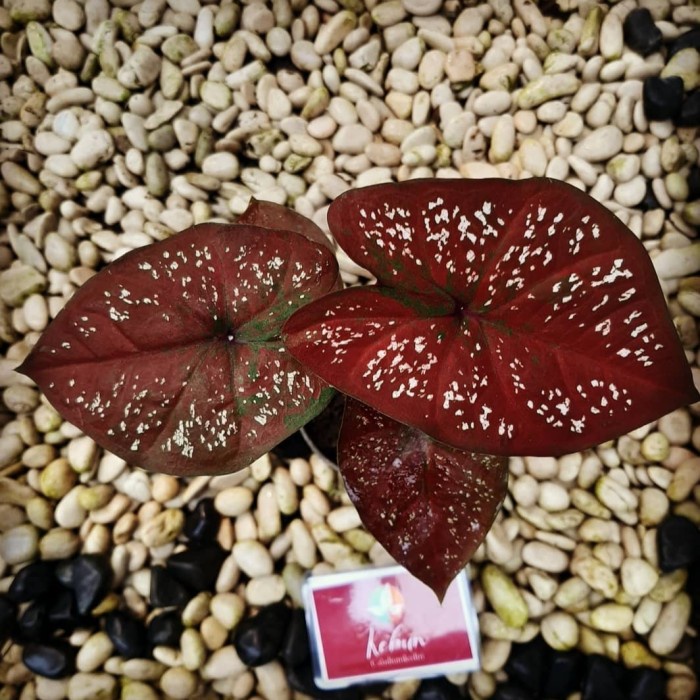 Umbi caladium hias Dark Chocolatos plantsparadise