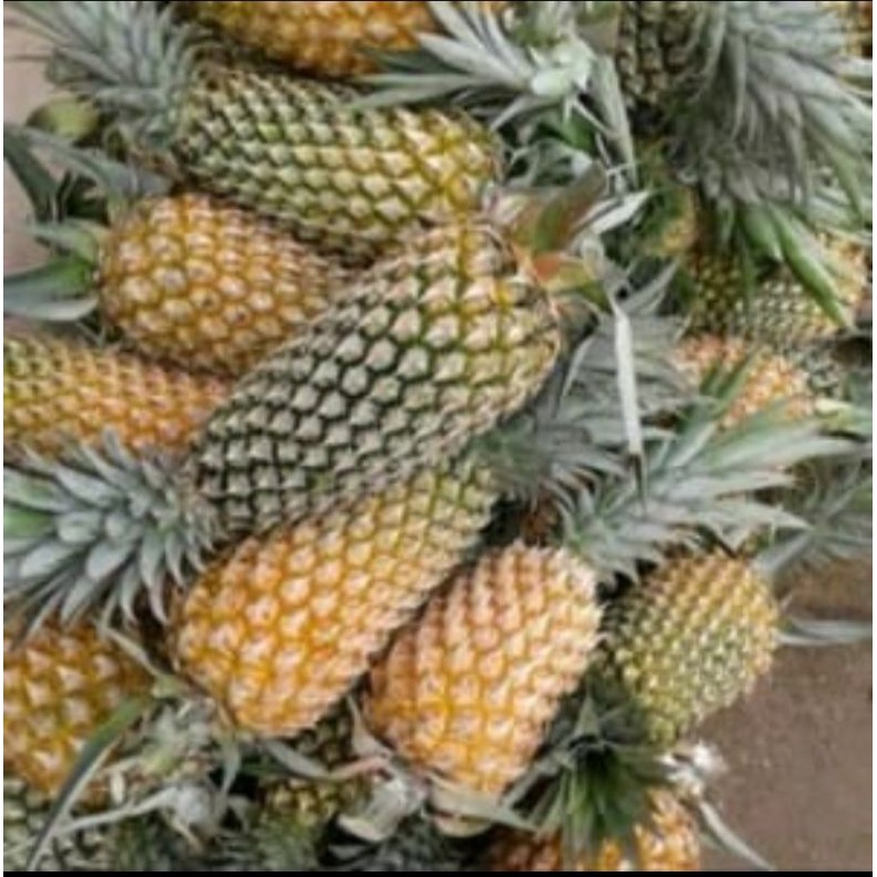 

Nanas Palembang Manis
