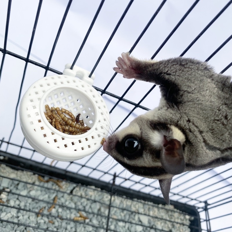 CEPUK BURUNGTEMPAT MAKAN CEMILAN SMALL / KROTO / SNACK / ULAT / JANGKRIK - SUGAR GLIDER BURUNG