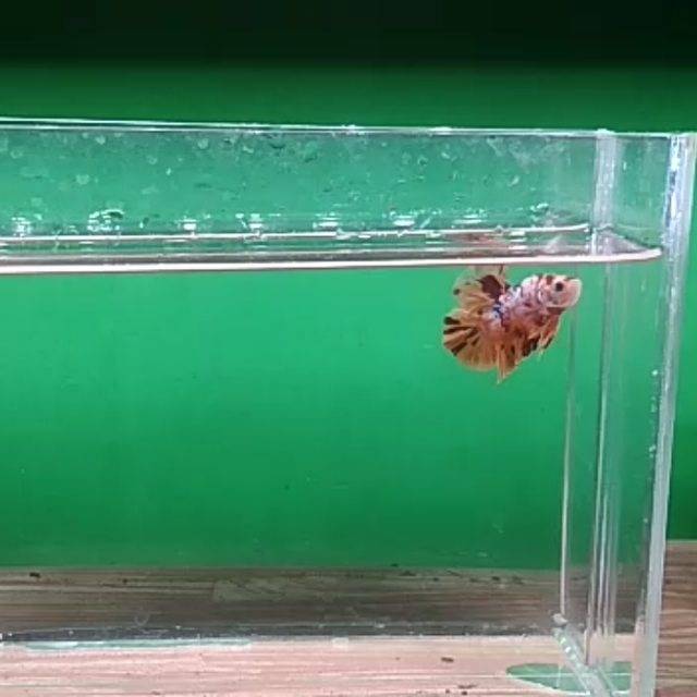 

Nemo Candy & Nemo Yellow Base