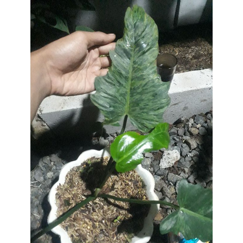 Tanaman Philo Dragon varigata / Philodendron lime fiddle / philo golden dragon