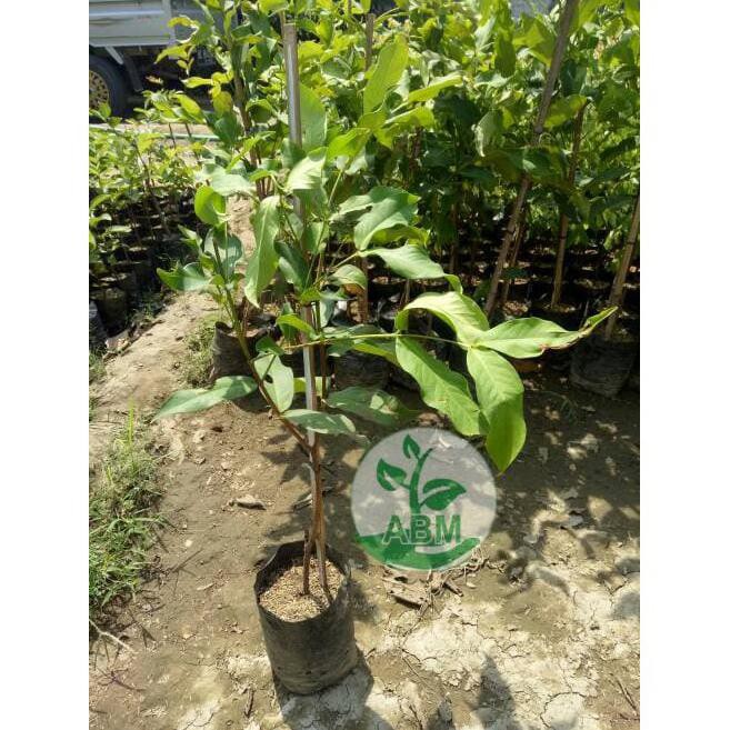 Bibit Jambu Air Citra Madu Unggulan $_$