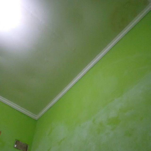 Bibit Bawang Dayak Bawang Seberang Tanaman Herbal