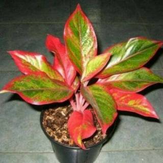 Bunga aglonema lipstik Siam Aurora #0