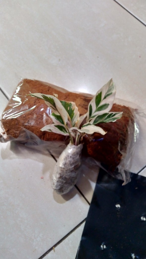 Calathea Tissue White Fussion