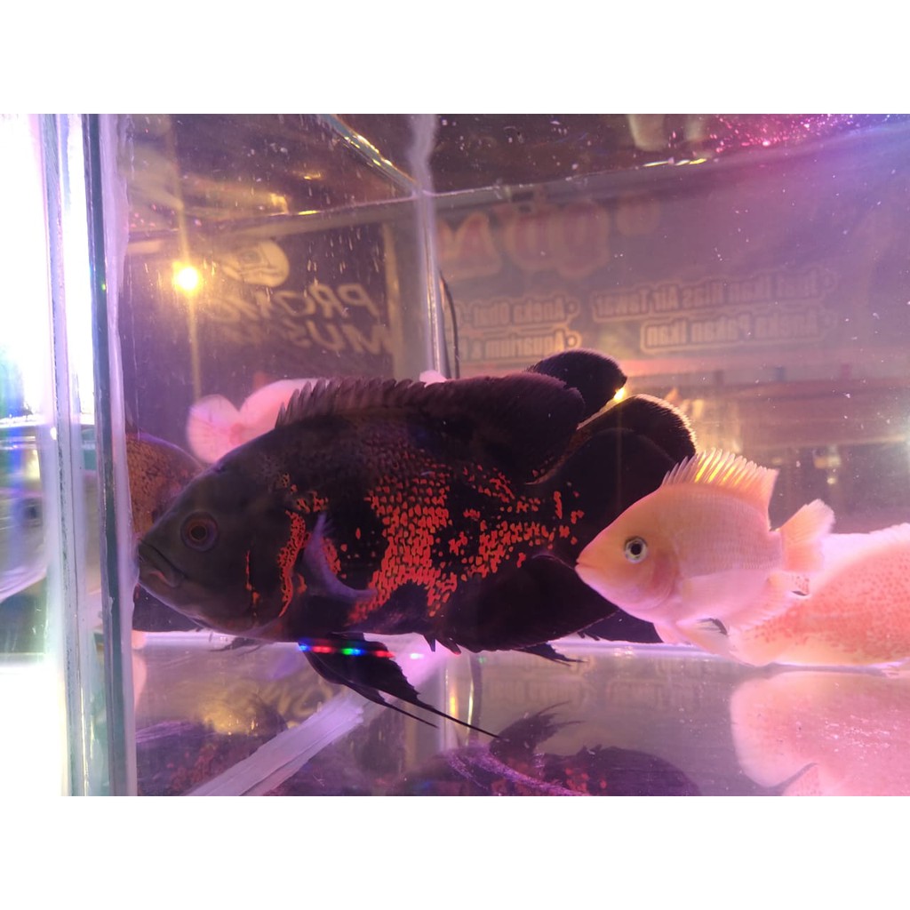 IKAN OSCAR TIGER 5 JARI DEWASA GOOD MARKING