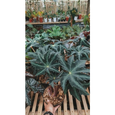begonia bintang