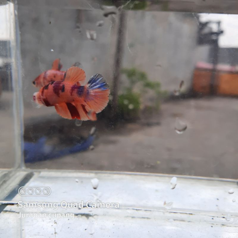 SEPASANG CUPANG PLAKAT MULTICOLOR FULLBLOK GRADE