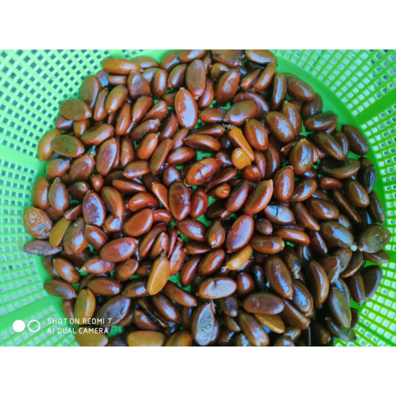 4 biji benih black sapote