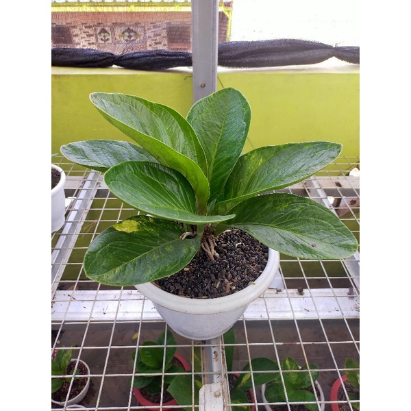 Anthurium Jemani Bj Mangkok Varigata