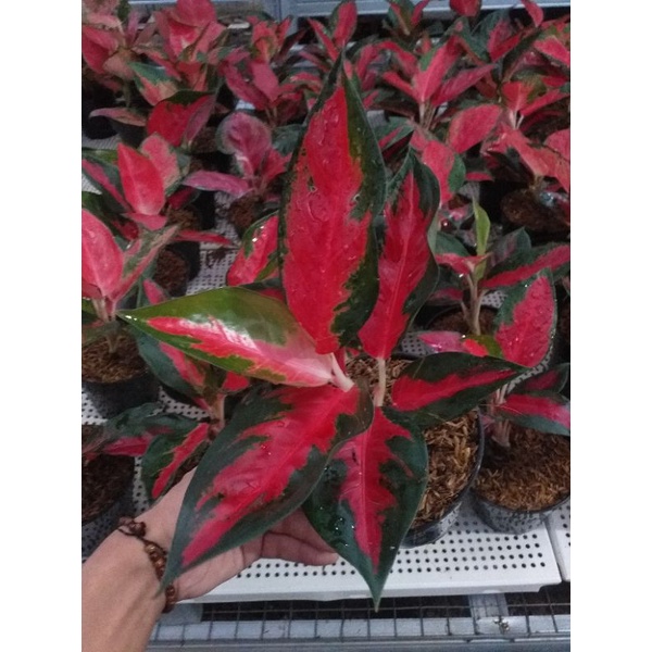 Aglonema Suksom Jaipong Lilin