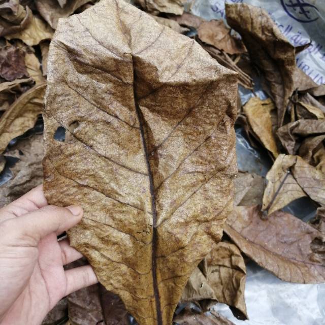 

Herbal daun ketapang olahan