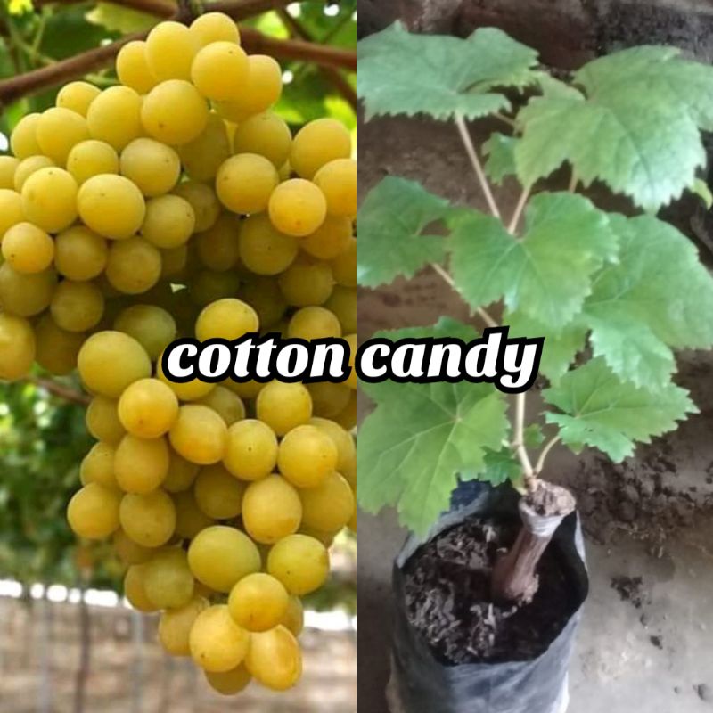 bibit anggur cotton candy valid