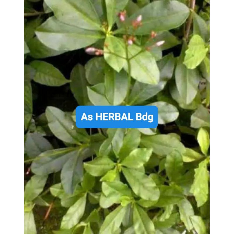 

Paket 250 gram daun ginseng jawa segar-az