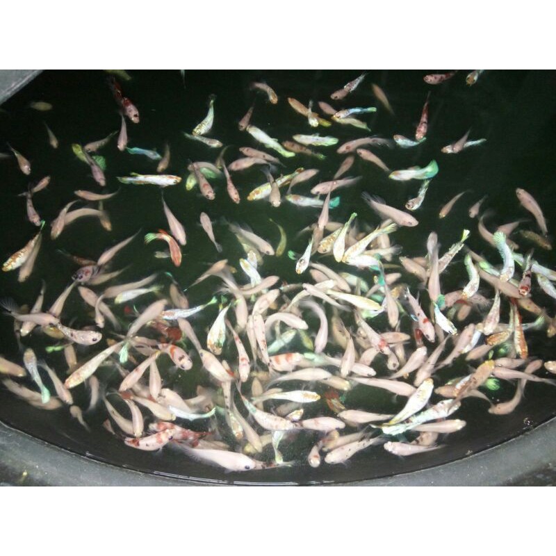 PROMO murah Betta ikan cupang kualitas super partai ecer Avatar fancy plakat koi