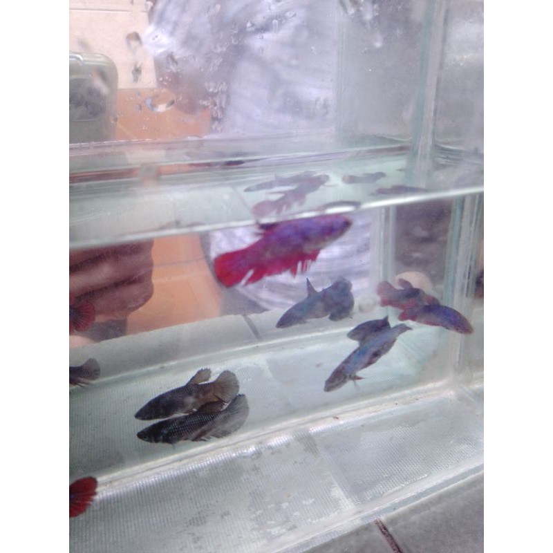 CUPANG ANAKAN BESGEL LINE MULTI CALOUR /AVATAR