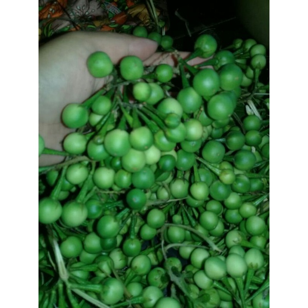 

tekokak/ cepokak per 500 gram