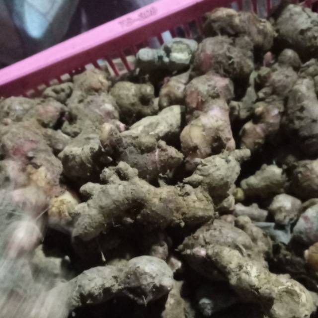 

Jahe merah 1 kg
