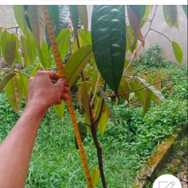 

Taneman Durian Montong (gojek only)