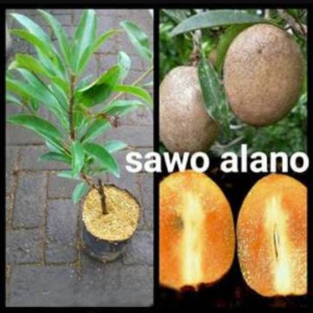 Bibit Sawo Alano Jumbo