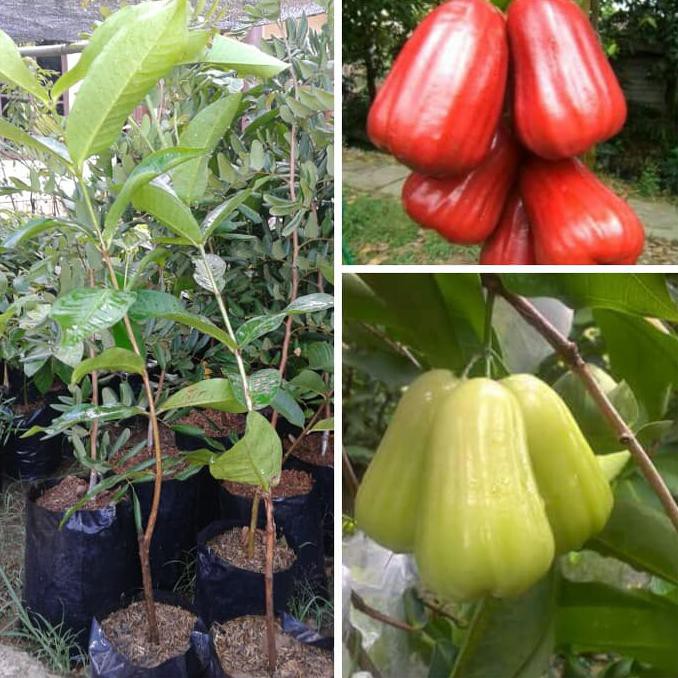 Bibit Tanaman Bibit Jambu Air Madu Delli + Bibit Jambu Air Madu Merah