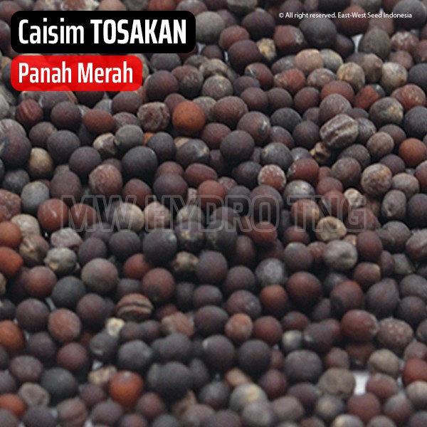 Benih Panah Merah, Sawi Caisim TOSAKAN - East West Seed