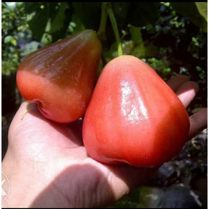 

Bibit Jambu Air Bajang Leang 55 cm