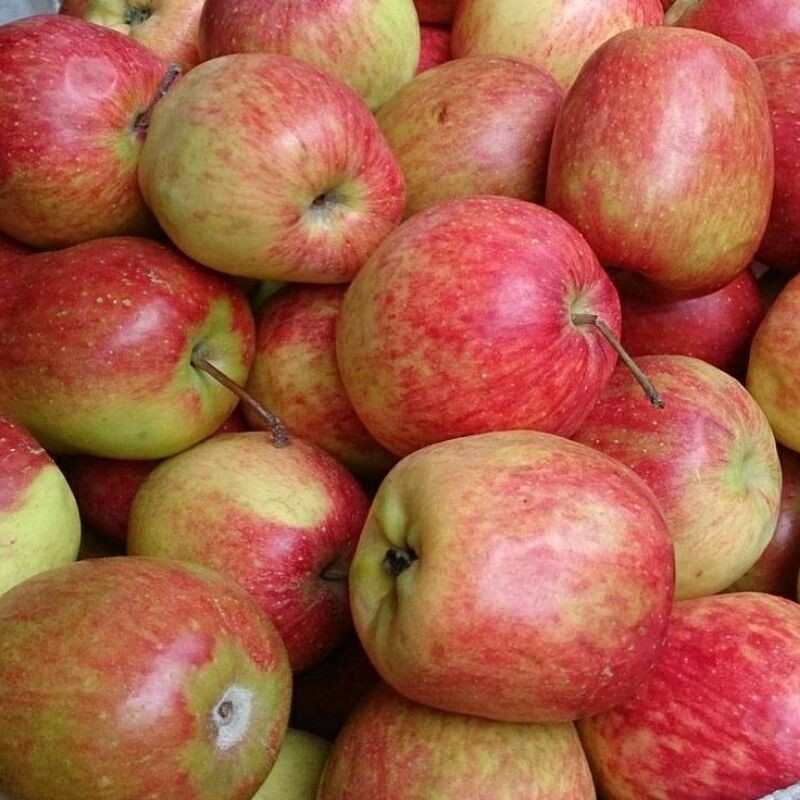 Apel Anna Malang Fresh Premium 1 Pack (± 1kg)