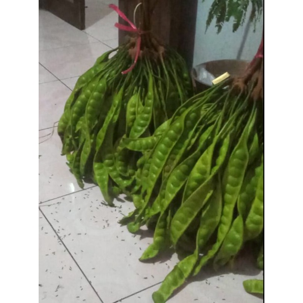 Petai Jawa Segar 1 lonjor Surabaya