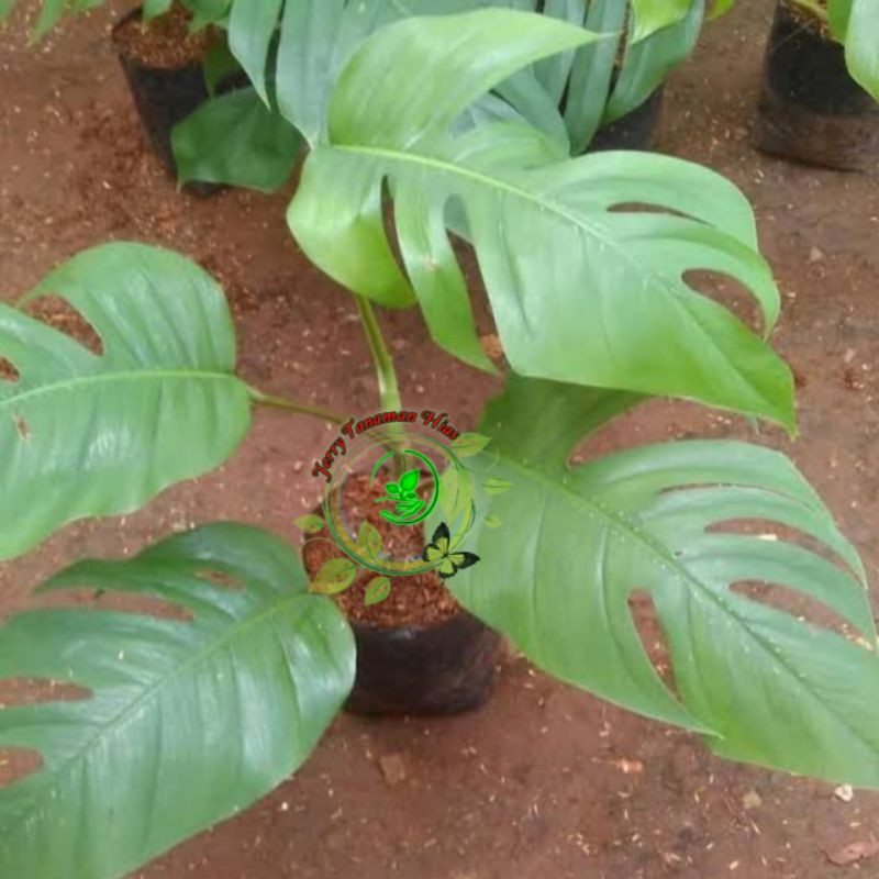 Monstera epipremnum pinatum-monstera ekor naga-bibit monstera ekor naga-tanaman hias
