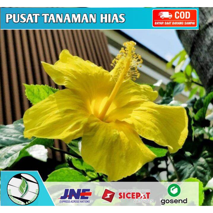 tanaman kembang sepatu bunga kuning
