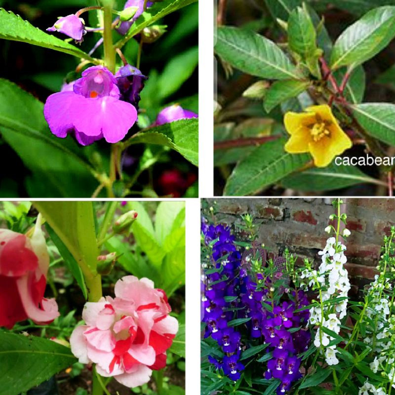 Tanaman bunga Pacar Air tumpuk merah ungu pink putih Cacabean Angelonia