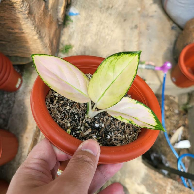 Aglonema Anakan Kochin Cahaya