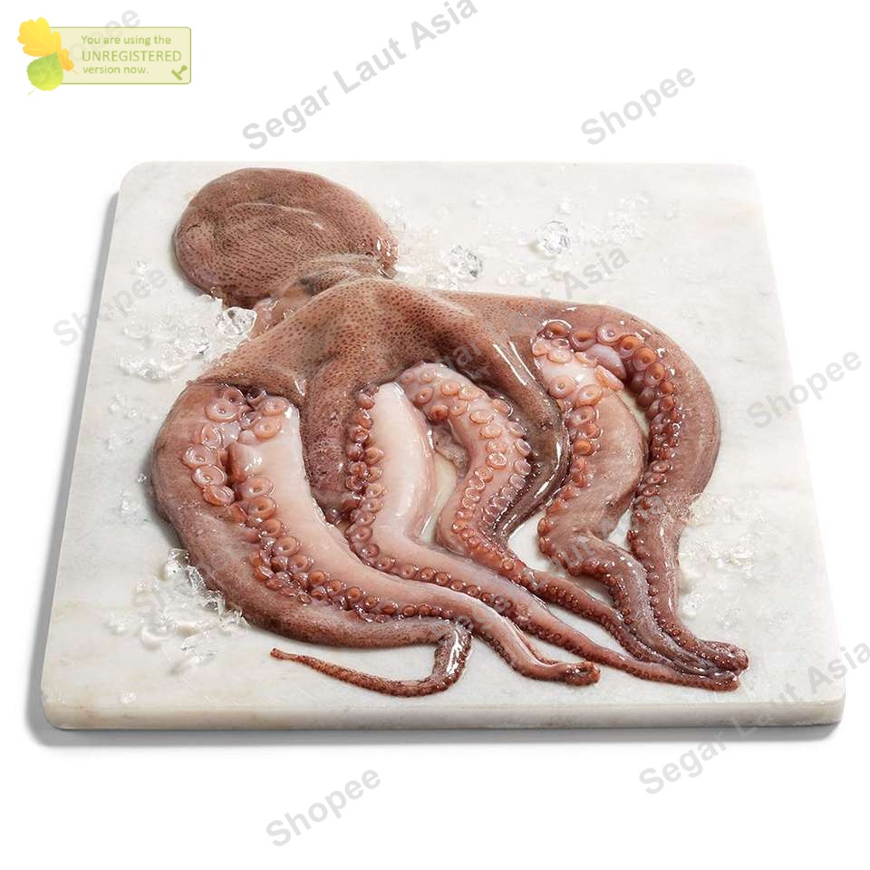 Gurita Octopus Gurita Segar Gurita Besar Gurita 1Kg