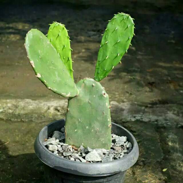 Tanaman hias Kaktus centong / cactus opuntia