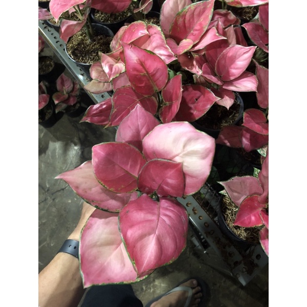 aglonema pink catrina - tanaman hias aglonema pink catrina dewasa