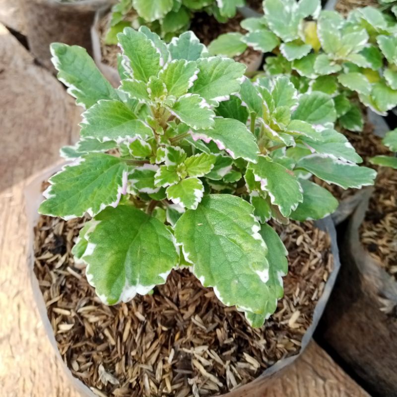 Tanaman Hias Miana Salju ,Miana Hijau list Putih