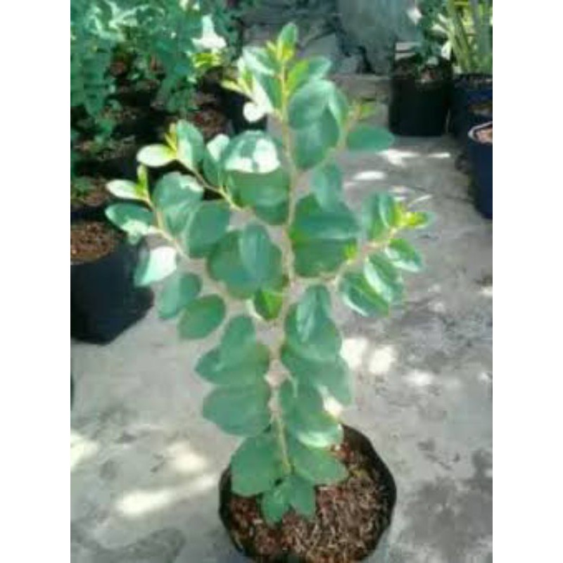

bidara