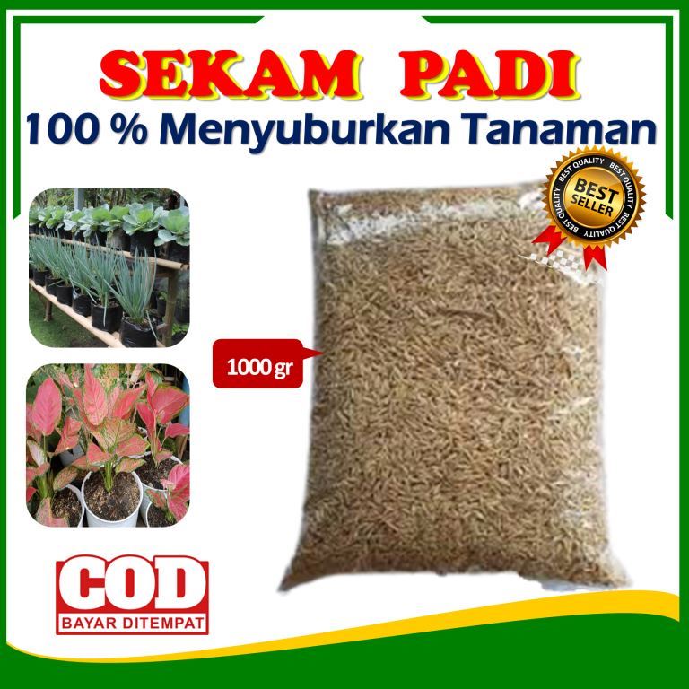 sekam padi sekam mentah media tanam organik sekam bakar media tanam tanah media tanam sekam mentah f