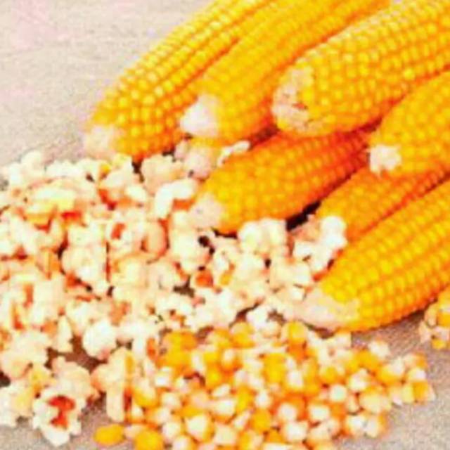 

chandrasurya Jagung Popcorn Pop Corn Mentah 250gr